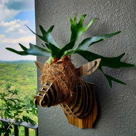 Stag Horn Fern, Plant Landscape, Indoor Plant Wall, Staghorn Fern, Hanging Plant Wall, Diy Plant Hanger, Landscape Garden, House Plants Decor, House Plants Indoor