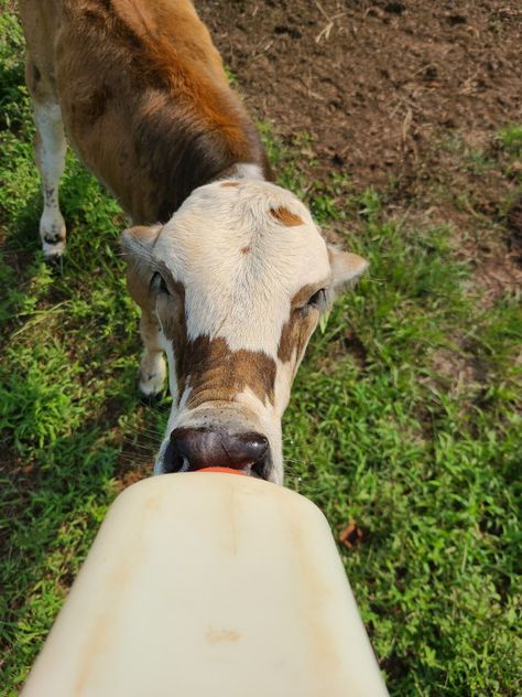 This is my bottle fed calf ain't she gorgeous?!?! Bottle Feeding, My Vibe, Stuffed Peppers