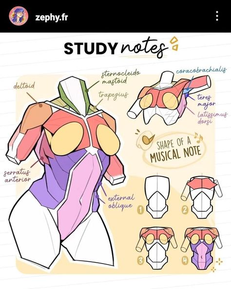 Anatomy References Female, Women Muscles Drawing, Anatomy Drawing Reference Beginner, Womens Anatomy Reference, Anatomy Study Tips Art, Drawing Women Anatomy, Female Torso Anatomy Drawing, Manga Female Anatomy, Anatomy Hacks Drawing