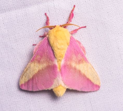 Rosy Maple Moth Aesthetic, Baby Moth, Maple Moth, Florida Trees, Pink Moth, Rosy Maple Moth, Cute Moth, Light Writing, Cool Bugs