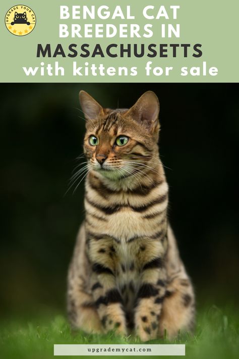 Bengal Cat Breeders in Massachusetts | Kittens & Cats for Sale Bengal Cat Breeders, Pedigree Cats, Bengal Kitten, Canada Images, Rare Cats, Cat Pee, Due Diligence, Kitten For Sale, Cats For Sale