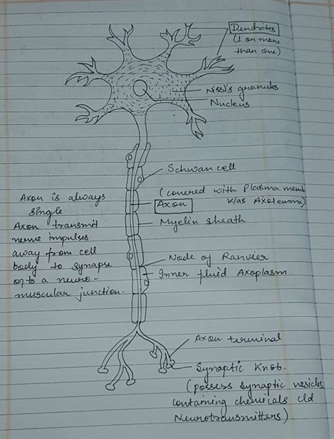 Class 10 Diagram, Neuron Diagram Aesthetic, Neuron Diagram, Handwriting Tutorial, Bio Notes, Biology Diagrams, Learn Biology, Excretory System, Notes Life