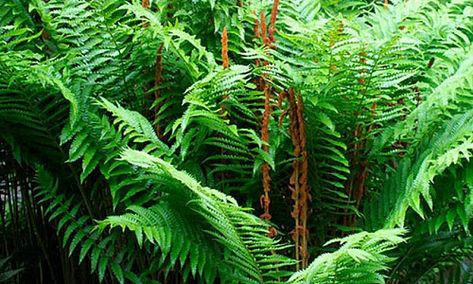 New York Native Plants Cinnamon Fern, Plant Bulbs, Ferns Garden, Perennial Bulbs, Woodland Flowers, Best Perennials, Perennial Border, Pond Plants, Fern Plant