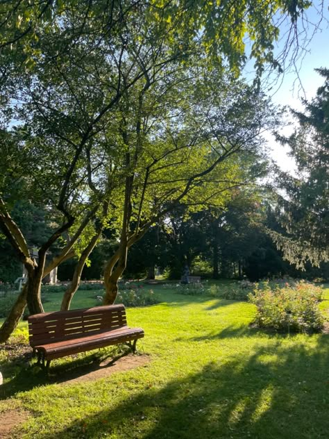 Autumn summer leaves trees bench aesthetic 2022 2023 green cute peaceful under the tree pretty parc Park Bench Aesthetic, 100 Days Of Sunlight, Outside Background, Winged Man, Orange Lilies, The Atonement, Bird Paradise, Park Aesthetic, Golden Tree