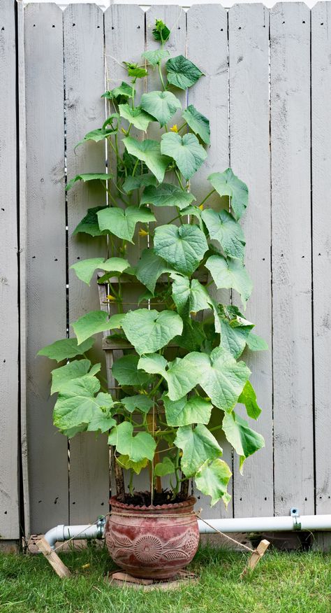 Planting Cucumbers In Pots, Raised Bed Diy, Trellis Raised Bed, Cucumbers In Pots, Cucumber Trellis Diy, Trellis Diy, Grow Cucumbers, Cucumber Gardening, Cucumber Varieties