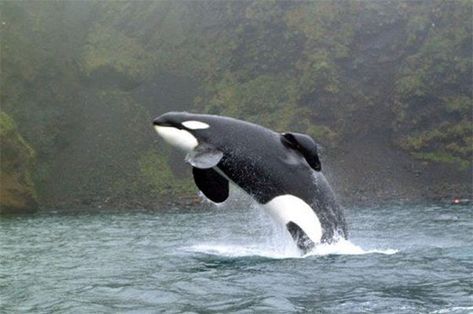 After Keiko from Free Willy was freed, he turned up in Norway and gave kids rides on his back Keiko Orca, Free Willy Movie, Free Willy, Orca Whales, Most Beautiful Animals, Marine Mammals, Animal Facts, Wild Dogs, Killer Whales