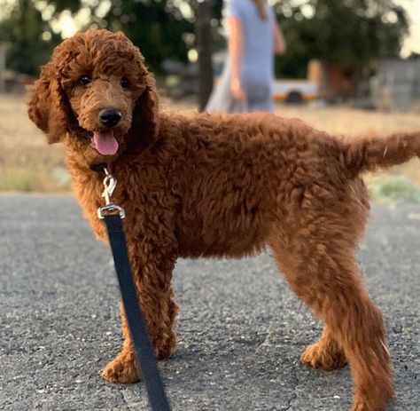 Standard Poodle Teddy Bear, Poodle Teddy Bear Cut, Red Poodle Puppy, Poodle Haircut, Poodle Puppy Standard, Poodle Cuts, Dog Grooming Shop, Red Poodles, Poodle Grooming