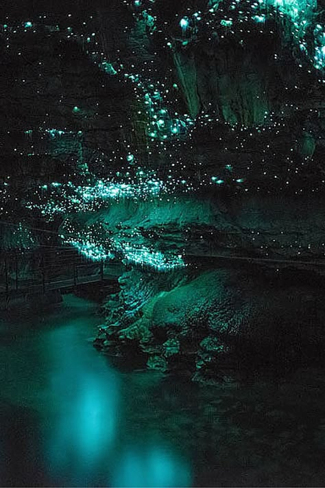 Waitomo Glowworm Caves, Glowworm Caves, Glow Worm Cave, Glow Worm, New Zealand Travel, 판타지 아트, Pretty Places, Fantasy Landscape, Amazing Nature