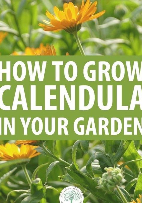 How to Grow Calendula in Your Garden How To Grow Calendula, Growing Calendula From Seed, Calendula In Garden, Tall Marigolds, Calendula Garden, Bucket Planting, Growing Calendula, Canadian Garden, Sacred Herbs