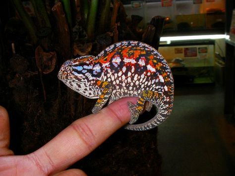 Carpet Chameleon Carpet Chameleon, Reptile Store, Chameleon Cage, Chameleon Lizard, Reptile Terrarium, Reptiles Pet, All About Animals, Creature Feature, Pet Life