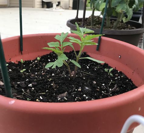 Two tomato seedlings germinated right next to each other; what should I do? Gardening Tools Names, Tomato Seedlings, Starting A Vegetable Garden, Gardening Gloves, Easy Garden, Home Flowers, Gardening For Beginners, Garden Diy, Horticulture