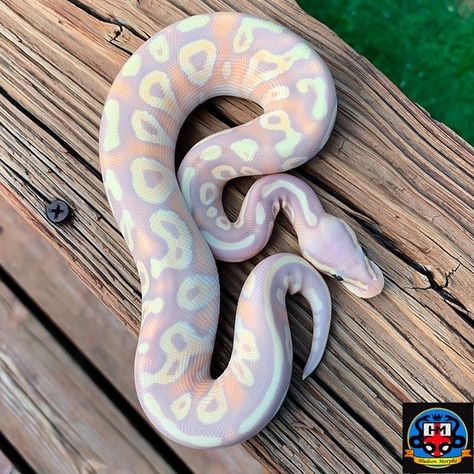 Festival Of The Dead, Cool Snakes, Pretty Snakes, Ball Python Morphs, Ball Pythons, Cute Reptiles, Cute Snake, Cute Small Animals, Pet Snake