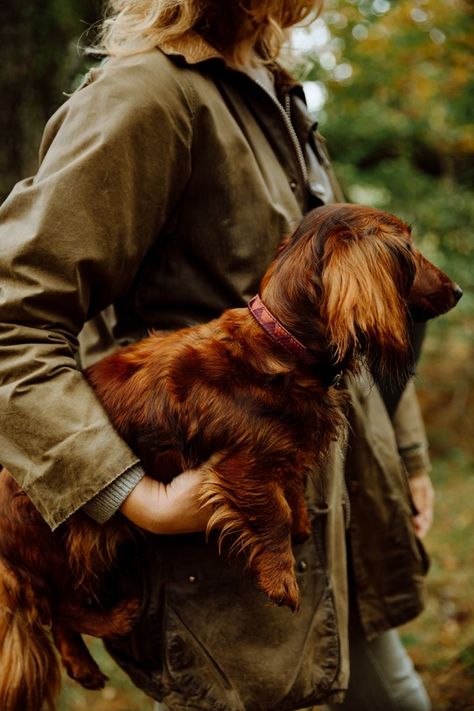 Dachshund Aesthetic, Old Money Dog, Country Dogs, Uk Autumn, Dog Marketing, Wireless Dog Fence, Dog Shock Collar, Dog Water Bottle, Dog Fence