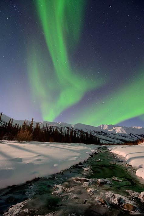 Alaska northern lights photo tour Fairbanks Alaska photography workshop Northern Lights Photo, Alaska Life, Alaskan Malamute Puppies, Alaska Northern Lights, Alaska Photography, Alaska Vacation, Alaska Trip, Fairbanks Alaska, Looking For Alaska