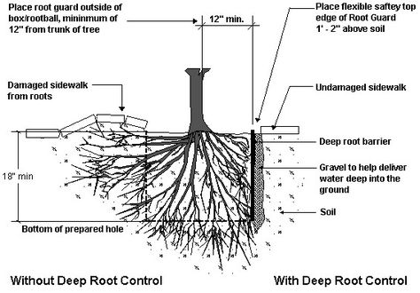 Protect your Hardscapes with Root Barriers Root Diagram, Root Barrier, Landscape Nursery, Bamboo Roots, Unique Garden Decor, View Landscape, Edge Guard, Planting Hydrangeas, Exterior Remodel