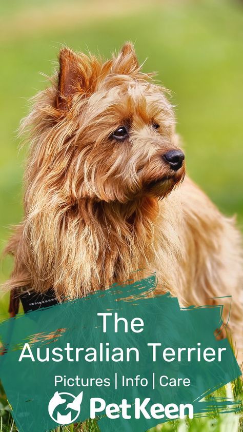 Terriers are the spice of life—they’re spunky, sassy, and easy to love. Australian Terriers are no exception. Australian Terrier Puppies, Australian Terrier, Puppy Pads, Health Information, Terrier Puppies, Small Breed, Easy To Love, Terrier Dogs, Little Dogs