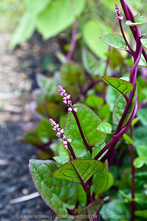 Malabar spinach (Basella rubra) Tumblr Design, Red Spinach, Malabar Spinach, Spinach Seeds, Luxury Garden Furniture, Above Ground Pool Decks, Luxury Garden, Rooftop Garden, Community Gardening