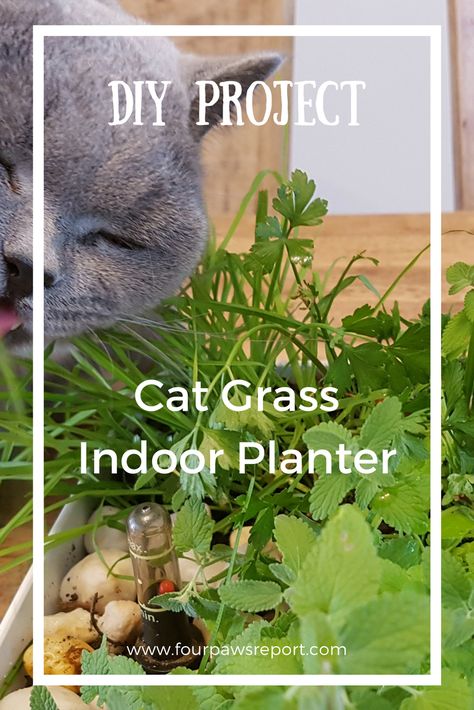 DIY Cat Grass Planter | Four Paws Report Cat Grass Indoor, Indoor Cat Garden, Cat Grass Planter, Cat Homes, Pet Garden, Pets Stuff, Cat Goddess, Cat Grass, Cat Plants