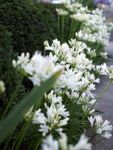 Agapanthus praecox ssp. oritanicus Snowstorm White Agapanthus Landscaping, Agapanthus White, All White Garden, White Agapanthus, African Lily, Exterior Garden, Planting Design, White Gardens, Plant Design