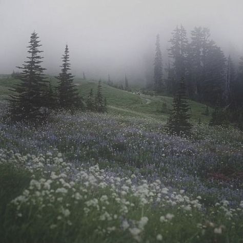 Dark Forest Aesthetic, Dark Green Aesthetic, Foggy Forest, Dark Nature Aesthetic, Pretty Landscapes, Alam Yang Indah, Dark Forest, Nature Aesthetic, Pretty Places