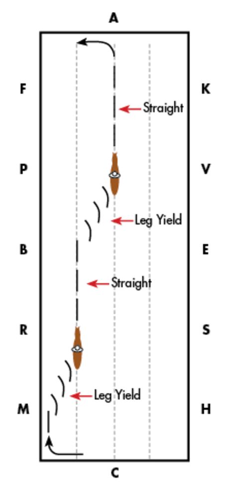 Dressage Exercises Training, Horse Jumping Exercises, Riding Ideas, Dressage Exercises, Trail Riding Horses, Horse Training Exercises, Horseback Riding Tips, Horse Lessons, Dressage Training