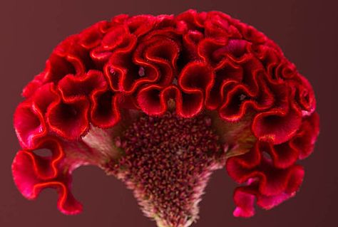 Close-up of the red flowers of a Celosia (Cocks-comb) - Flickr - Photo Sharing! Cockscomb Flower Garden, Coxcomb Flowers, Celosia Flower, Christmas Wedding Flowers, Indoor Flowering Plants, Weird Plants, Strange Flowers, Unusual Plants, Flower Names