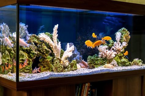 75 Gallon Aquarium, Fish Tank Ideas, Fish Tank Gravel, Acrylic Aquarium, Goldfish Tank, Tropical Fish Tanks, Cleaning Fish, Aquatic Ecosystem, Nature Aquarium