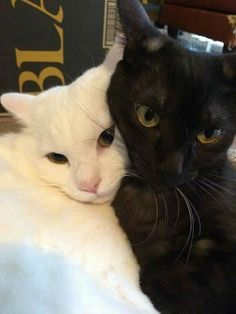 #cats #funny #boredpanda #kueez #dailyjugarr #pinterest #google #youtube Black And White Cats, Regnul Animal, Silly Cats Pictures, Mia 3, Pretty Animals, White Cats, Silly Animals, Cat Aesthetic, Cat Wallpaper