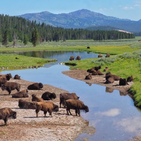 Solo Camping, Yellowstone Camping, Yellowstone River, American Bison, Farm Lifestyle, Cow Calf, Camping Trips, Wyoming, Travel Usa