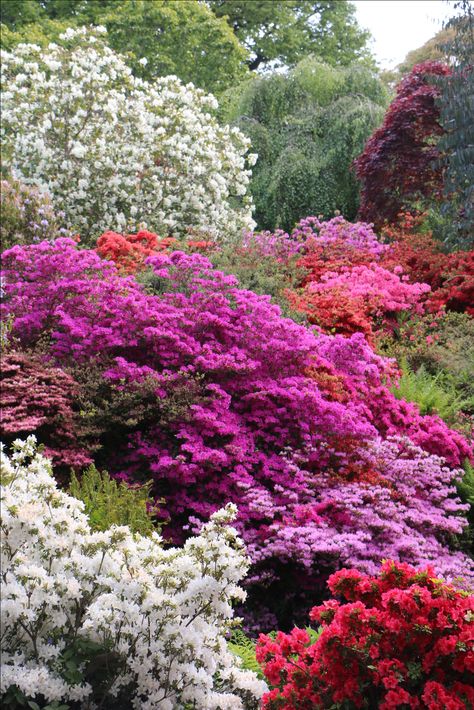 Azalea Wallpaper, Wales Landscape, Azaleas Landscaping, Steep Gardens, Azalea Garden, Azalea Shrub, Azaleas Garden, Azalea Flower, Floral Wallpapers