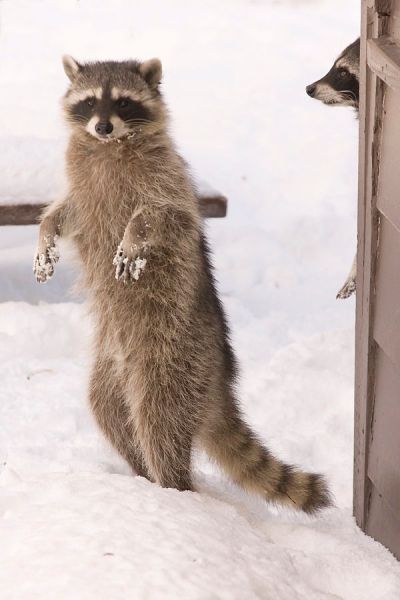 bipedal raccoons by David~O cc Rocky Raccoon, Rules Of Life, Raccoon Family, Pet Raccoon, Raccoon Dog, Akhal Teke, Cute Raccoon, Raccoon Funny, Little Critter