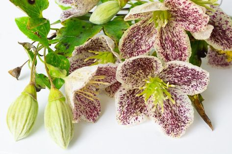 A lovely winter-flowering clematis, Clematis cirrhosa var. purpurascens 'Freckles' is an evergreen climber with fragrant, creamy-white, bell-shaped flowers, 2 in. across (6 cm), heavily speckled with bright to dark red streaks inside. Blooming from mid-late winter to early spring, the cheery flowers are the perfect source of food for winter-active bees. They are followed by attractive, fluffy seedheads. Equally attractive, the evergreen foliage of divided, lobed and toothed glossy dark green lea Dark Red Streaks, Clematis Cirrhosa, Evergreen Clematis, Clematis Paniculata, Clematis Varieties, Evergreen Climbers, Sweet Autumn Clematis, Climber Plants, Autumn Clematis