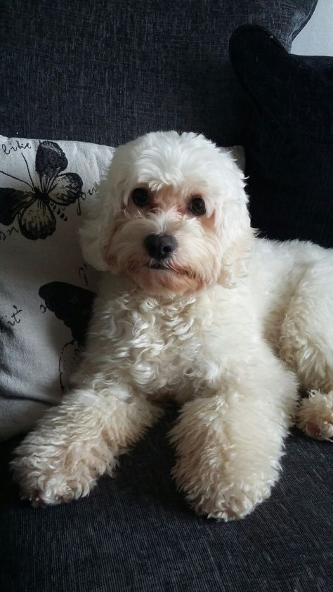 Beautiful Lucy #cockapoo White Cockapoo, Bear Puppy, Teddy Bear Puppies, Teddy Bear, Puppies, Dogs, Animals