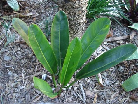 Philodendron Callosum, Planta Interior, Plants Wishlist, Philodendron Plant, Plants Are Friends, Philodendron Monstera, Plant List, Indoor Gardening, Shade Plants