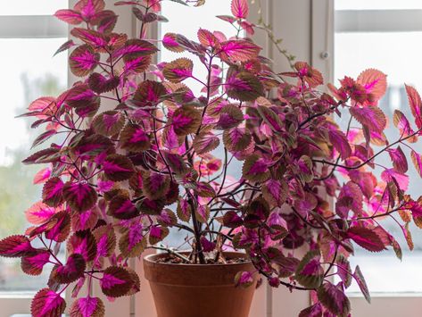 How To Grow Coleus 'Painted Nettle' | Horticulture.co.uk Coleus Plants, Plants At Home, Scale Insects, Rooting Hormone, Winter Outdoors, White Flies, Plant Diseases, Summer Bedding, Growing Seeds