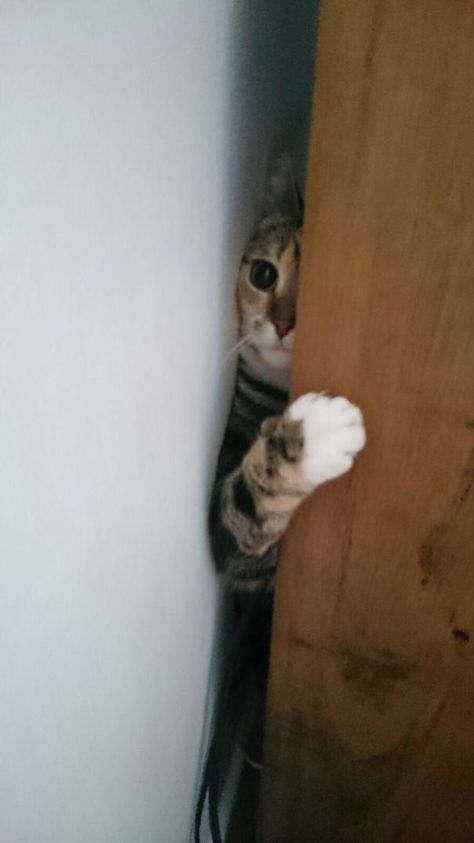 My Cat Got Stuck Behind A Chest Of Drawers Funny Cat Images, Funny Cat Faces, Little Live Pets, Funny Cat Photos, Cat Hiding, Cute Rats, Silly Cats Pictures, Kittens Funny, Fluffy Animals