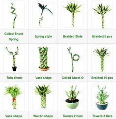 Lucky Bamboo | Ewaterplant : Resource of aquatic plant and Ornamental plants Bamboo Plant Indoor, Lucky Bamboo Care, Bamboo House Plant, Bamboo Plant Care, Indoor Bamboo, Big Indoor Plants, Tanaman Air, Taman Air, Lucky Bamboo Plants