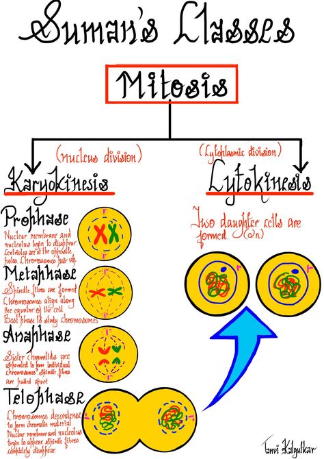 Easy flowchart for the stages of Mitosis #mitosis#stagesofmitosis#digitalart#karyokinesis#cytokinesis Stages Of Mitosis, Nuclear Membrane, Flow Diagram, Cell Division, Real Friendship, Diagram Design, Real Friendship Quotes, Pdf Templates, Flow Chart