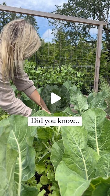 Tasha Medve | 🌿sustainable living on Instagram: "Follow for more garden "waste" and seasonal recipes! 

Instead of composting your broccoli leaves after harvesting, you can dehydrate them in a dehydrator or oven!

It's broccoli season and we harvested all our broccoli heads and shoots last week. Plus we harvested all the leaves and took out the plants to make more room in the garden for hot loving plants. 

Broccoli leaves are just as nutritious as the broccoli shoots (the small broccoli that grows after the big head). They have antioxidants, vitamin e and calcium in them! 

We dehyrated the leaves in our @commercialdehydrators for 7-8 hours at 150F  #gifted product 

They are done when they are crispy or fully dry

We blended it up finely and added to a sealed jar to use for recipes!

Ad Broccoli Leaves, Seasonal Recipes, Sustainable Living, Vitamin E, Broccoli, Sustainability, Canning, Plants, Instagram