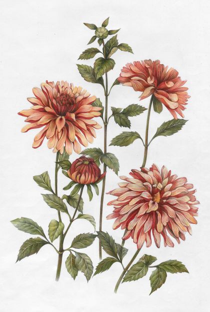 Botanical Art on Behance Wild Flower Botanical Illustration, Vintage Botanical Illustration Flowers, Dahlia Botanical Illustration, Vintage Botanical Art, Autumn Botanical Illustration, Botanical Flower Illustration, Botanical Flower Tattoo, Vintage Botanical Prints Flowers, Vintage Botanical Drawings