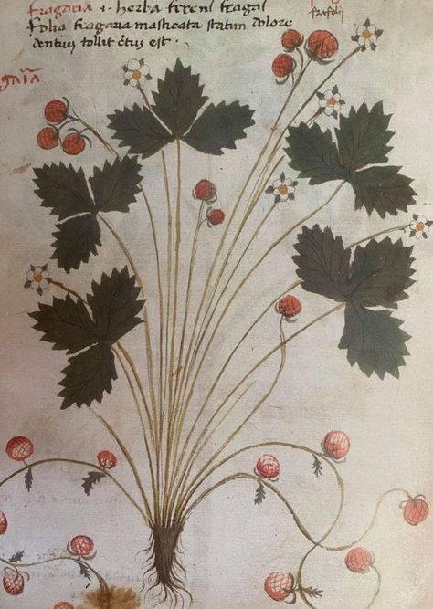 Find out about how strawberries were used in cooking in Tudor England. Get ready to try your own Tudor recipe using seasonal strawberries! Herb Garden Illustration, Tudor England, Strawberry Plant, Balcony Gardening, Medieval Artwork, Alchemy Art, Garden Of Earthly Delights, Strawberry Plants, Medieval Manuscript