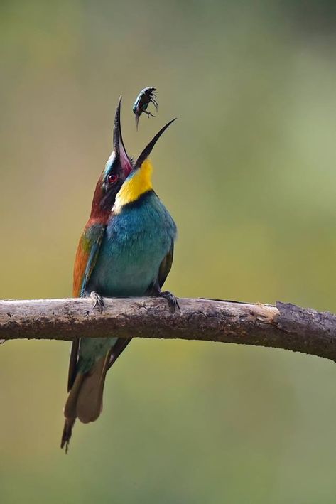 Predatory Birds, Bird Repellents, Bird Quotes, Bee Eater, Colorful Bird, Exotic Birds, Bird Pictures, Bird Drawings, Pretty Birds