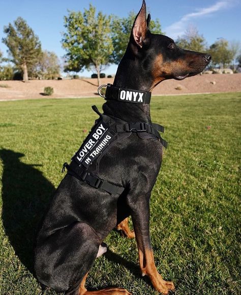 Tactical Dog Gear, Doberman Pinscher Service Dog, Baby German Shepherds, Psychiatric Service Dog, K9 Dogs, Service Dogs Gear, Service Dog Vests, Military Dog, Doberman Pinscher Dog