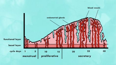 uterine cycle showing the three phases of menstrual proliferative and secretory and the changes to the endometrial glands and blood vessels Uterine Cycle, Fertility Tracking, Healing Inspiration, Fertility Awareness, Physical Change, Vital Signs, Teaching Literacy, Reproductive Health, Body Systems