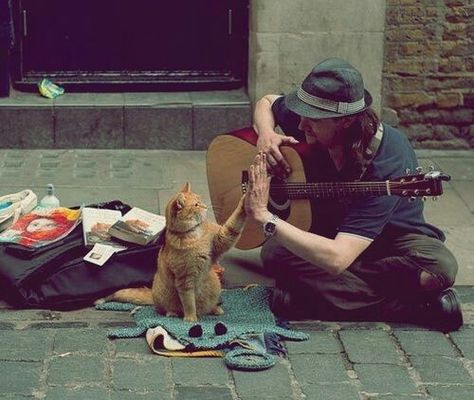 cat, guitar, and music image A Street Cat Named Bob, Celebrities With Cats, Street Cat, Phoenix Rising, Homeless People, Music Images, Quotes And Notes, Cat Names, Funny Cute Cats