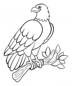 Birds - Free printable Coloring pages for kids Eagle Coloring Pages, Colour In Pictures, Drawings To Trace, Paintings For Kids, Coloring Pictures For Kids, Bird Template, Bird Coloring, Spiderman Coloring, Coloring Book Download