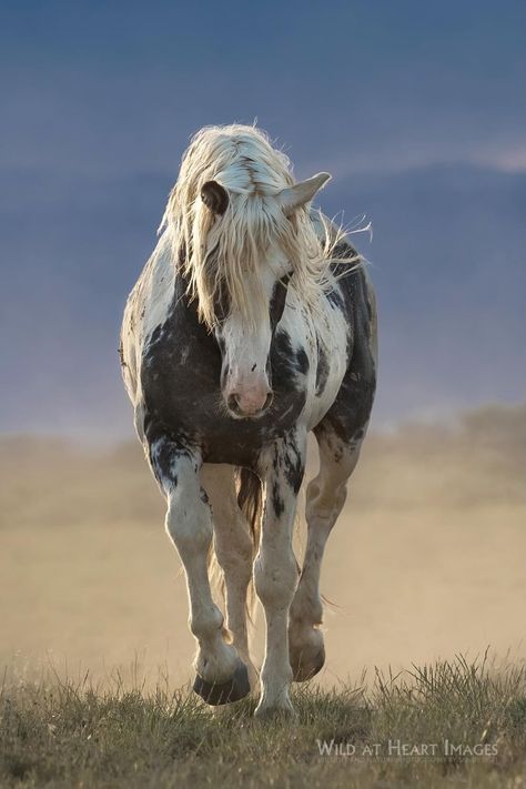 Wild at Heart Images (@sandysisti) on Threads Wild Mustangs Photography, Mustang Horse Aesthetic, Wild Mustang Horses, Equine Art Paintings, Rescue Horse, Mustang Horses, All Horse Breeds, Wild Horses Mustangs, Wild Horses Photography