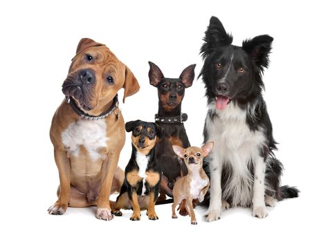 Group of five dogs sitting in front of a white background. Animal Songs, Dog Boarding Facility, Uric Acid Levels, International Dog Day, Short Dog, Science Fair Project, Pet Boarding, Holiday Songs, Group Of Dogs