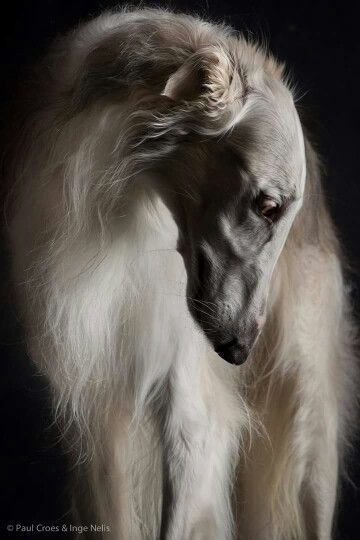 Regard Animal, Borzoi Dog, 강아�지 그림, White Dog, Dog Photography, Whippet, Dog Portraits, Beautiful Dogs, 귀여운 동물