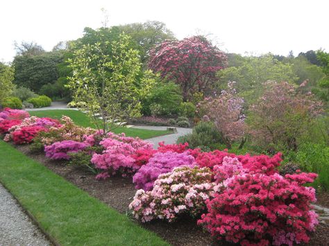 https://flic.kr/p/Uk8dRo | Azalea border Azalea Bushes Front Yards, Landscaping With Azaleas, Azalea Border, Azaleas Landscaping Front Yards, Azalea Landscaping, Planting Azaleas, Azaleas Landscaping, Azaleas Care, Azalea Bush